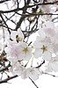 Property Image 909Springtime Cherry Blossoms